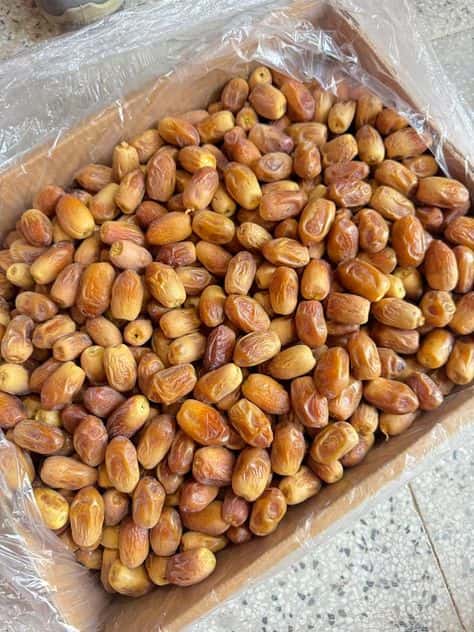 قیمت خرید خرما زاهدی جهرم با فروش عمده